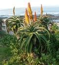 African Aloe